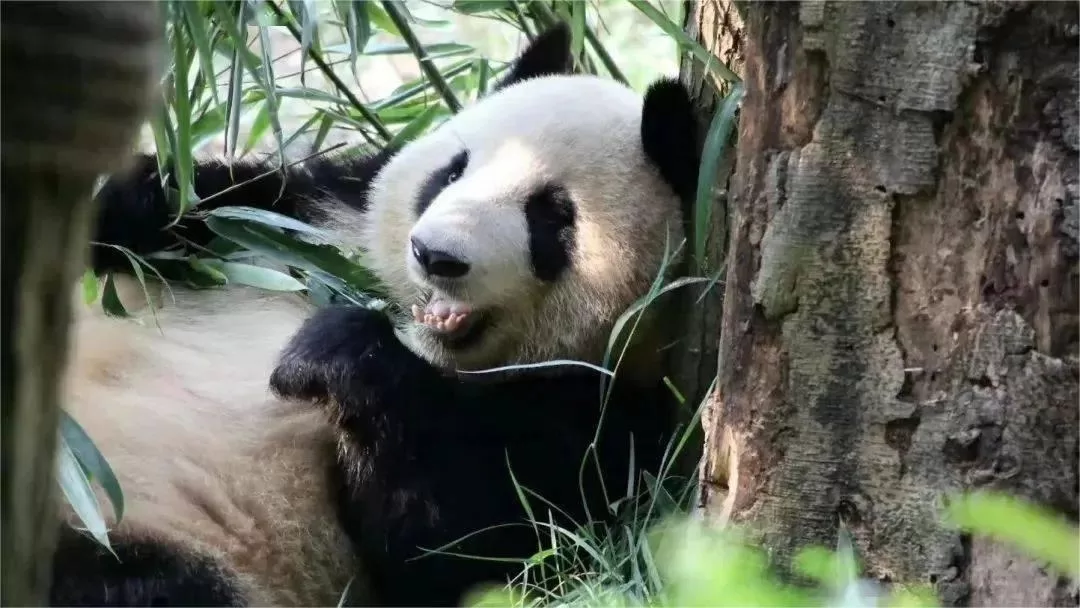 dujiangyan panda base