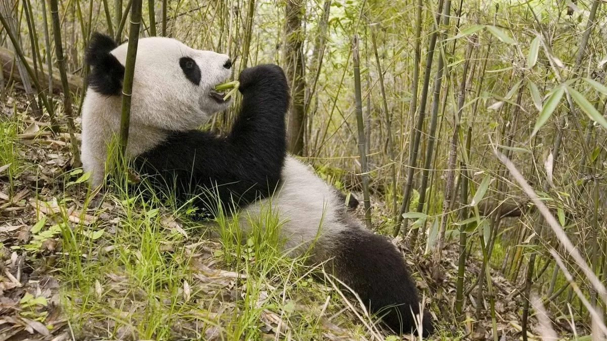 Giant panda diet – what do they eat – chinatripedia