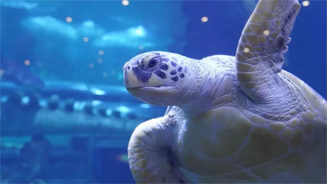 qujiang ocean polar park