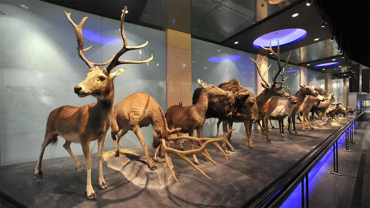 national zoological museum of china
