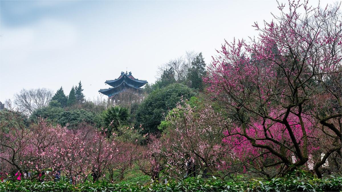 Meihua Mountain Scenic Area, Nanjing – Ticket Price, Opening Hours ...