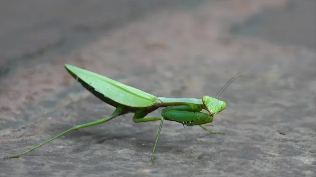 Insects in Shunan Bamboo Forest – chinatripedia