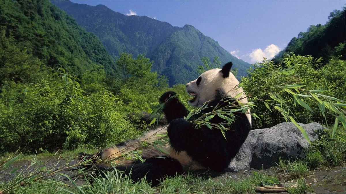 wolong national nature reserve