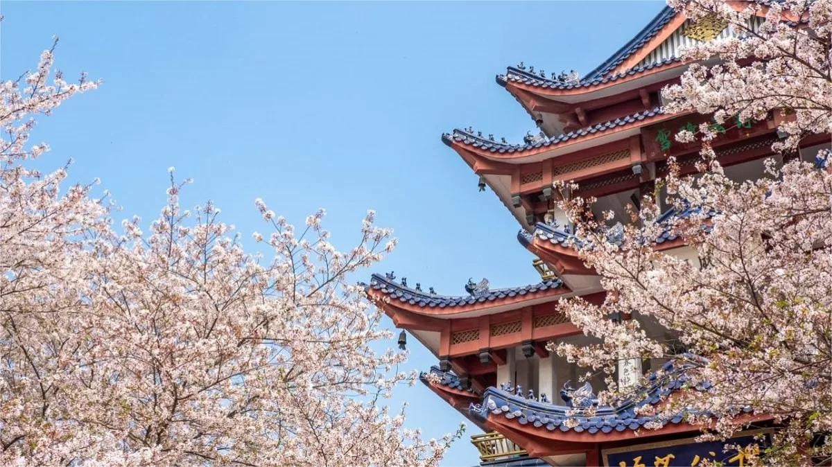 yuantouzhu cherry blossom