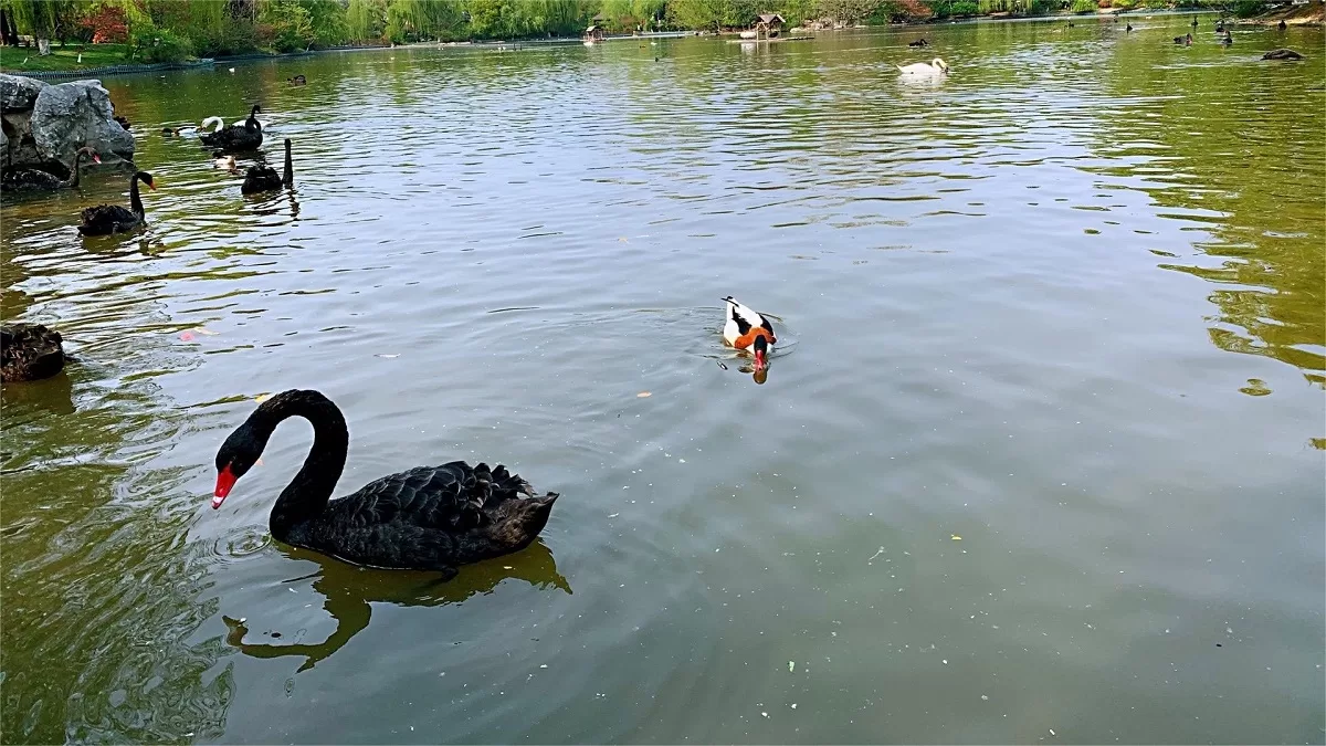 zhuyuwan scenic area yangzhou