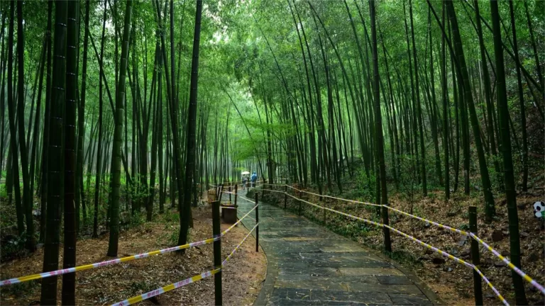 nanshan bamboo forest