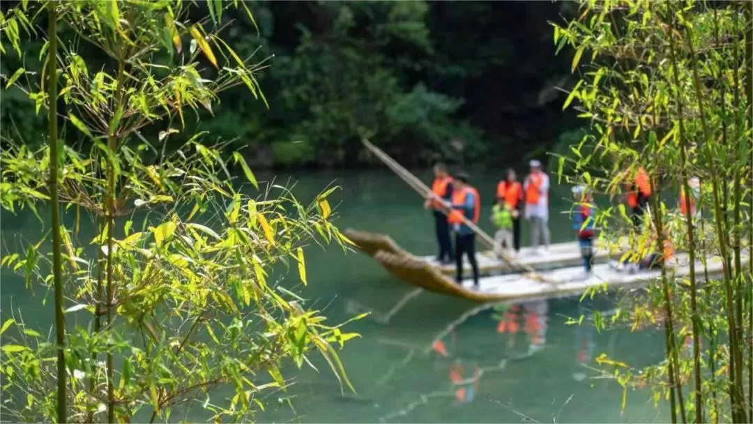 three gorges bamboo sea