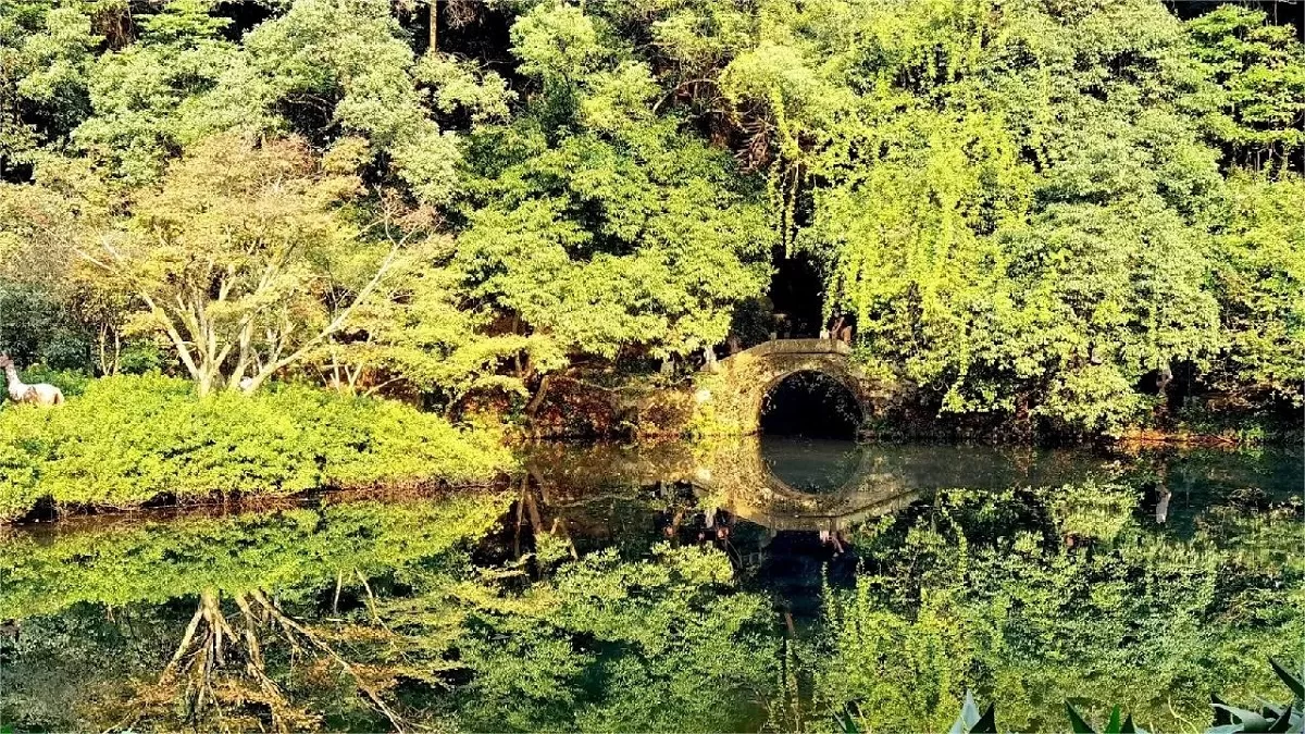 nine creeks in misty forest