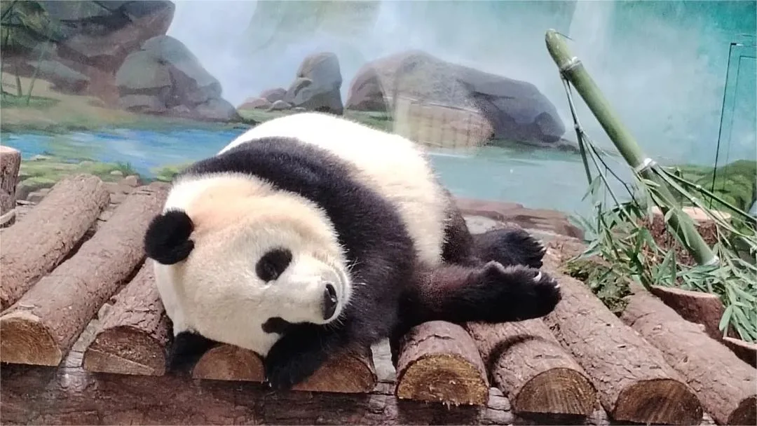 hangzhou zoo