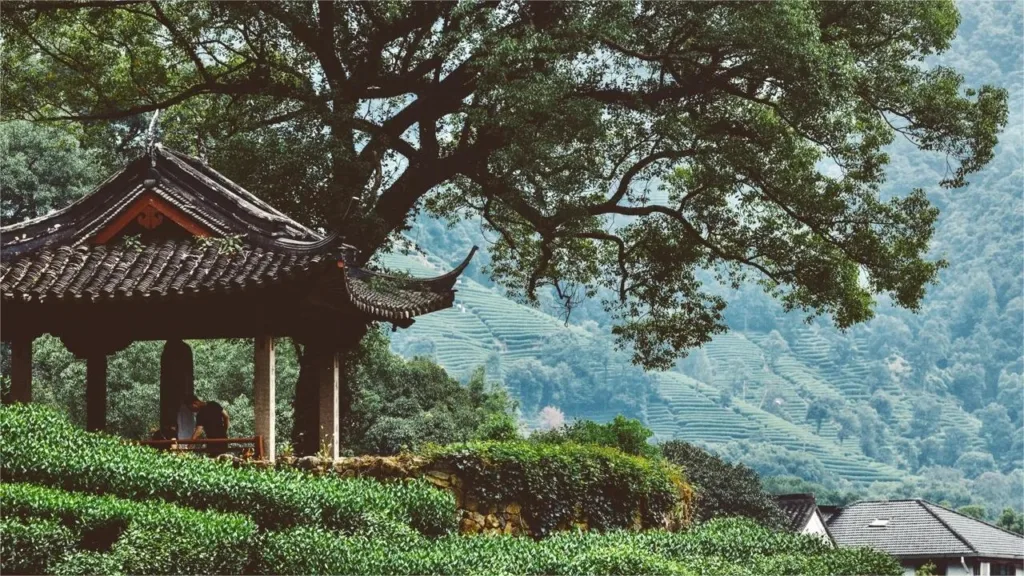 meijiawu tea village