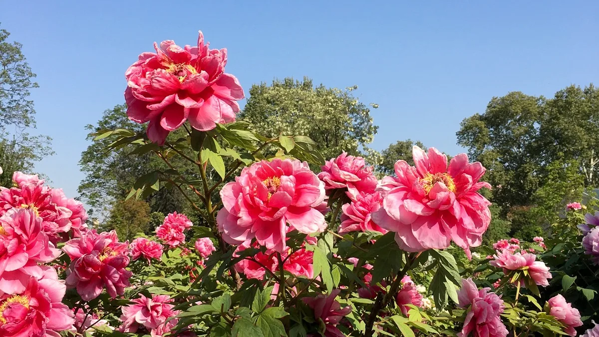 International Peony Garden, Luoyang