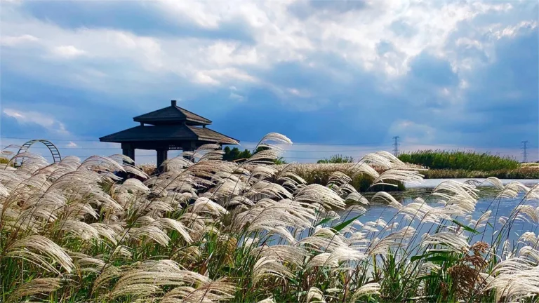 hangzhou bay national wetland park