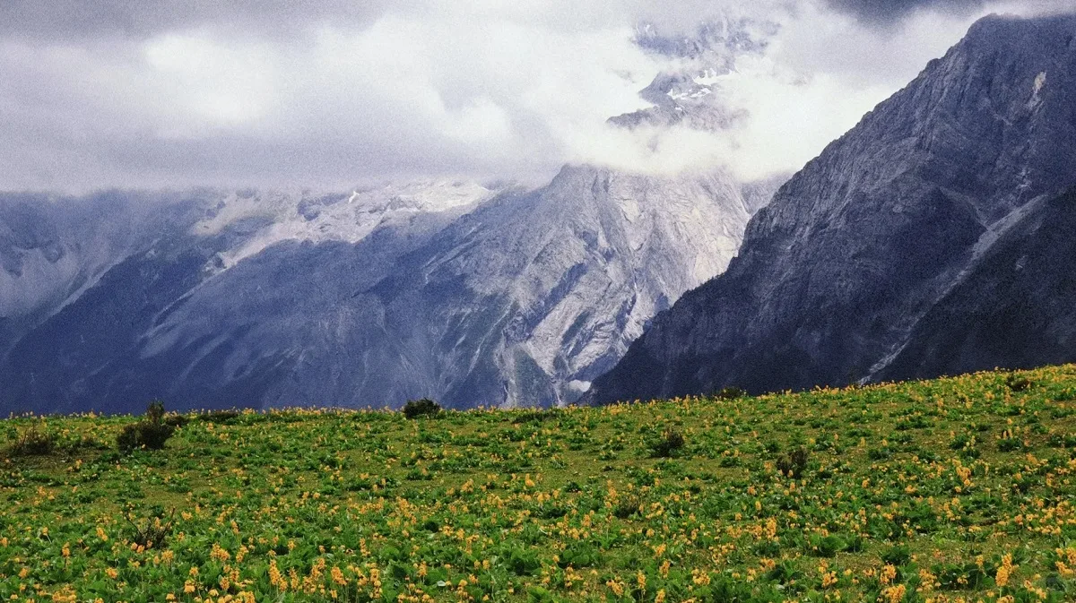 yak meadow at jade dragon snow mountain