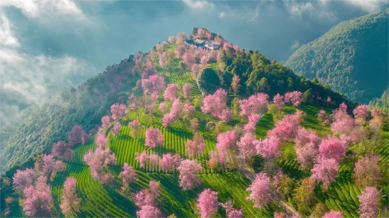 Sakura Valley in Wuliang Mountain