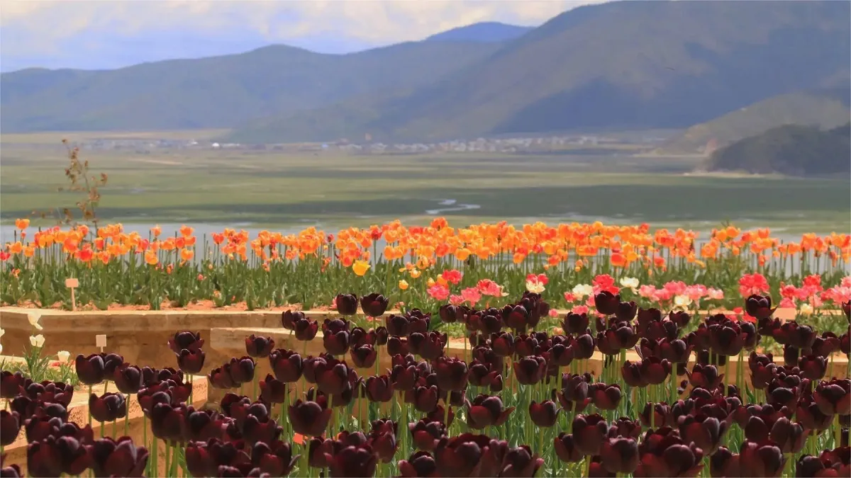 Shangri-La Alpine Botanical Garden