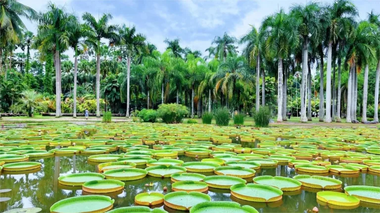 Xishuangbannan botanical garden