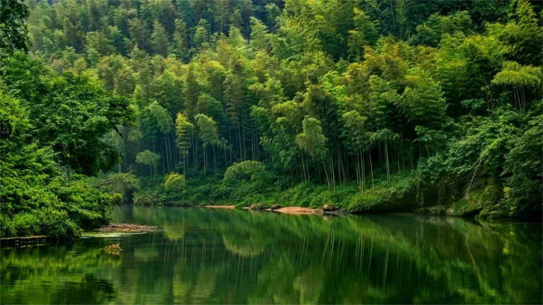 great bamboo sea of china