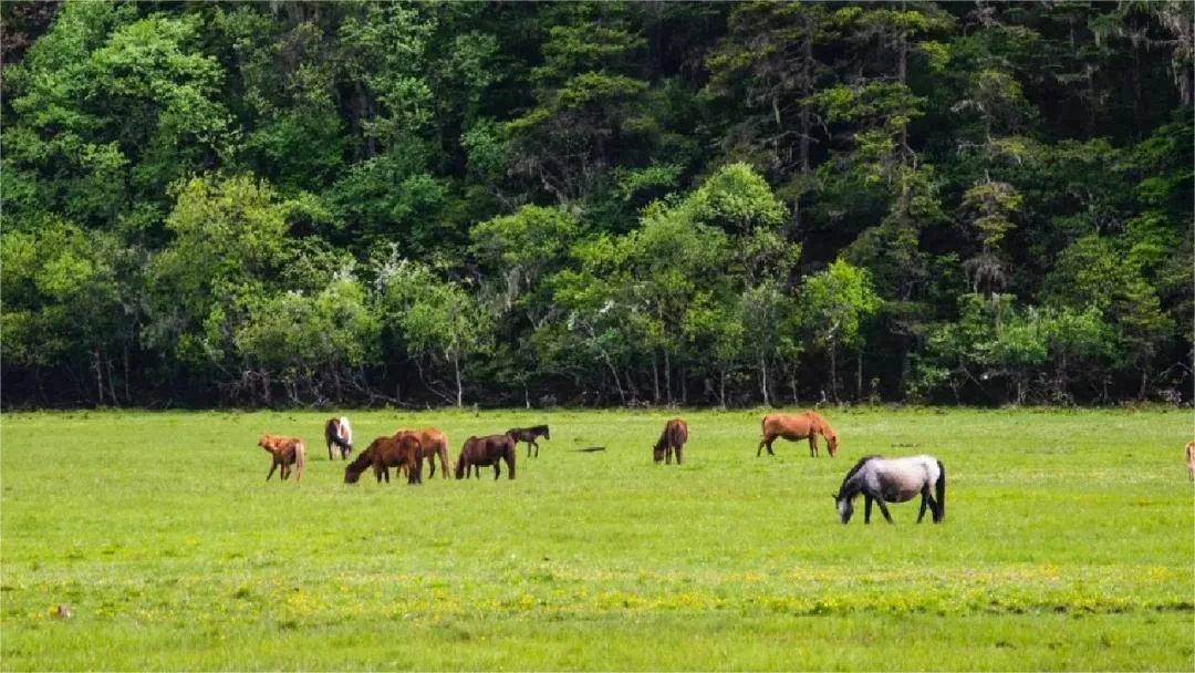 jidamu grassland, shangri-la