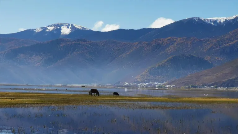 yila grassland of napa lake