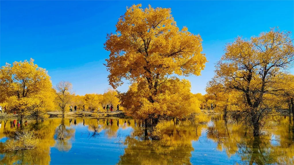 Jinta Desert Populus Euphratica Forest
