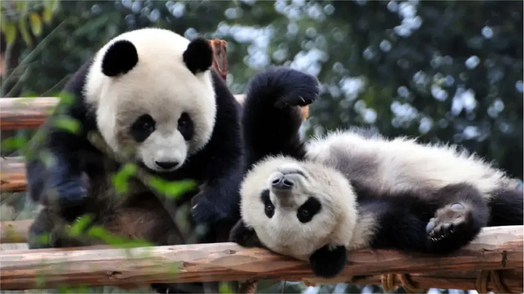 Top 10 Things To Do In Chengdu