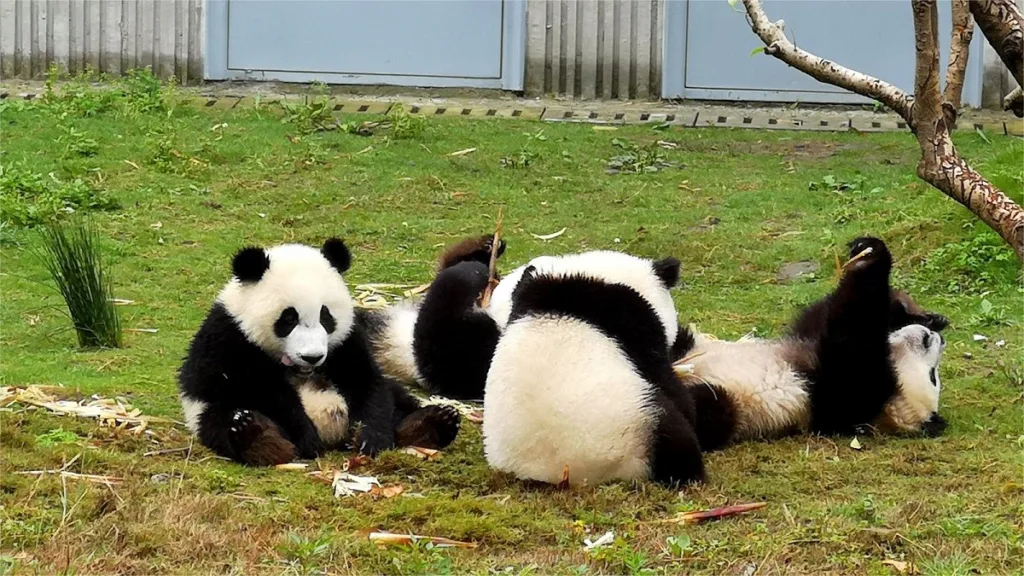 Top 5 Places To See Giant Pandas In Chengdu