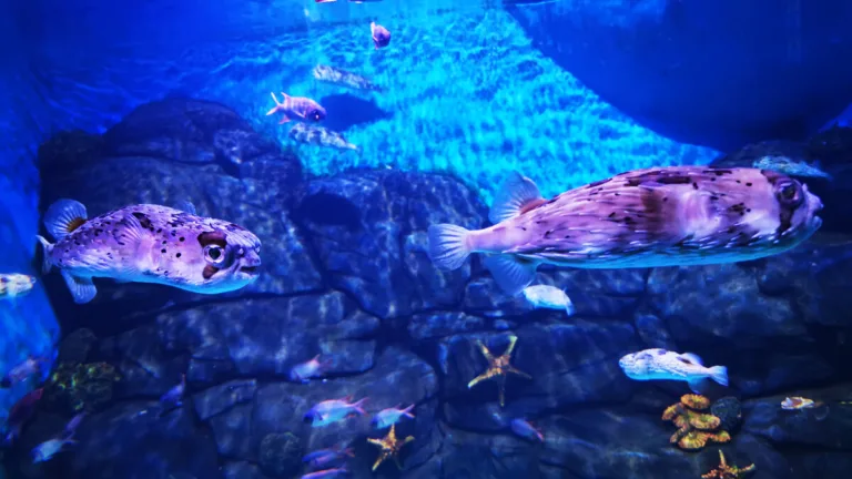 Xiamen Underwater World