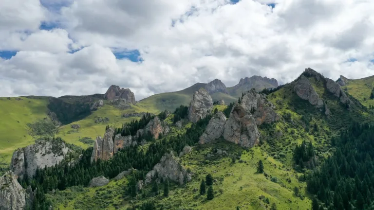 Zecha Stone Forest