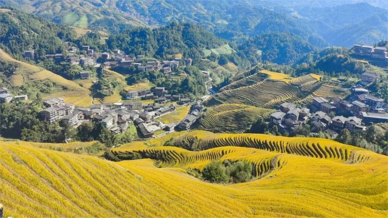 Jinkeng Rice Terraces 2