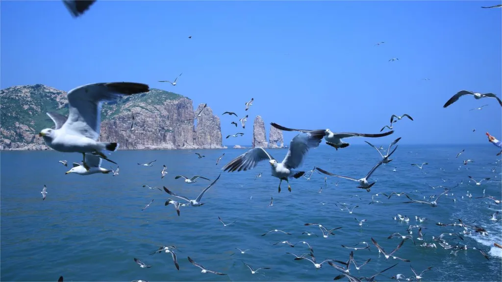 Wanniao Island Yantai